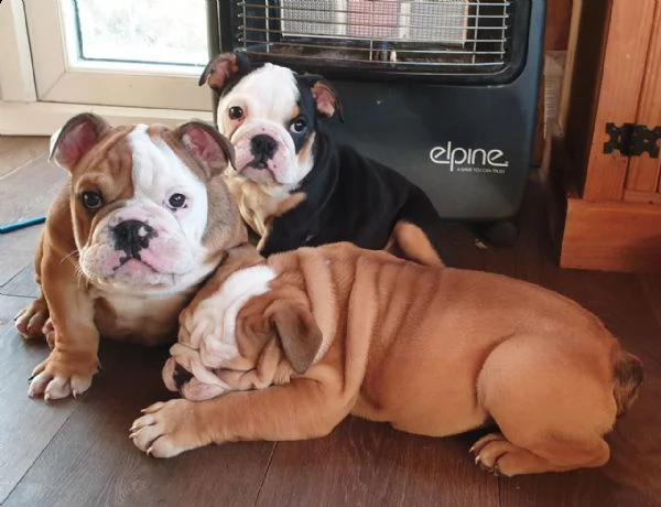 stupendi cuccioli di bulldog inglese | Foto 0