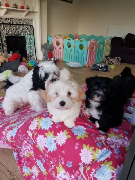 splendidi cuccioli di razza havanese | Foto 1