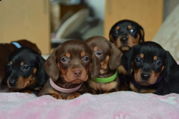 cuccioli di bassotto | Foto 1