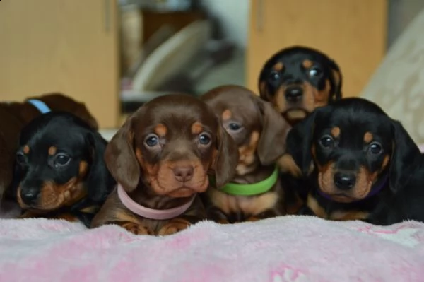 cuccioli di bassotto | Foto 0