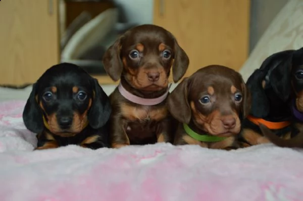 cuccioli di bassotto