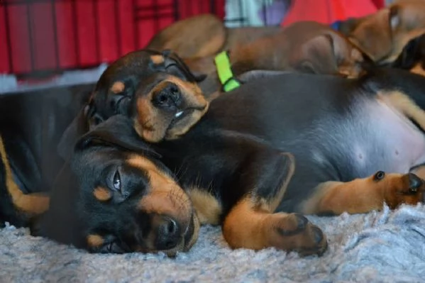 regalo cuccioli pinscher