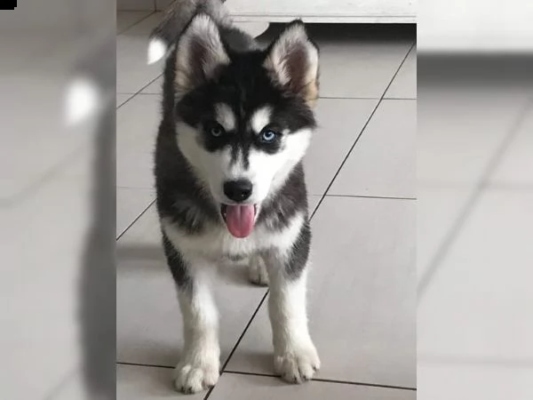 cucciolata di 8 cuccioli di razza siberian husky