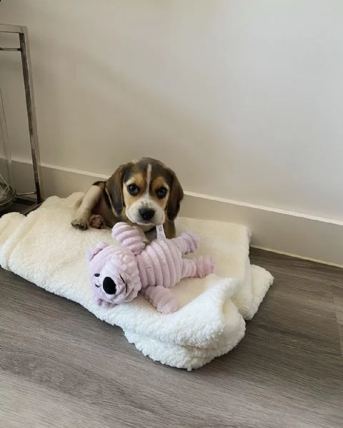 beagle | Foto 0