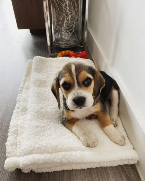 beagle