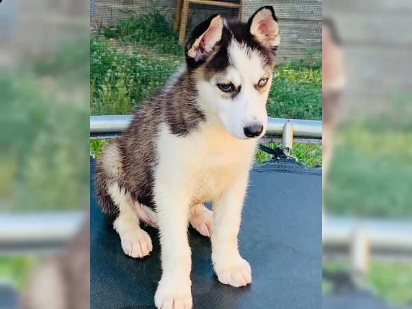 cucciolata di 8 cuccioli di razza siberian husky