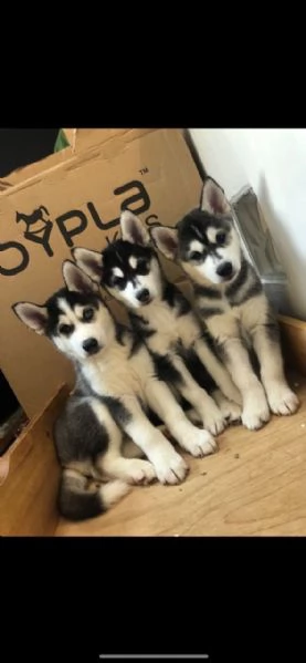 cuccioli di husky siberiano al 100%