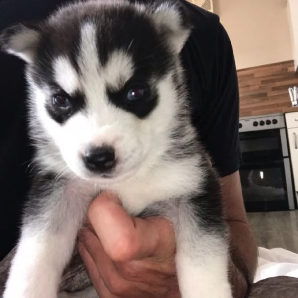 8 - splendidi cuccioli di husky siberiano.