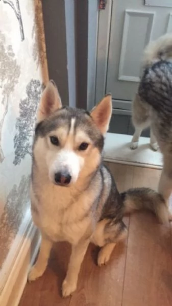 8 - splendidi cuccioli di husky siberiano. | Foto 1