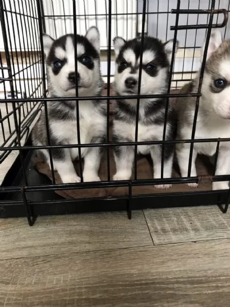 8 - splendidi cuccioli di husky siberiano. | Foto 0