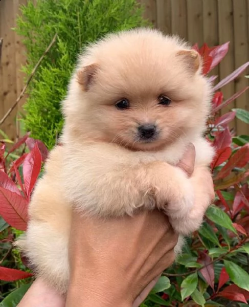 cuccioli di pomerania | Foto 0