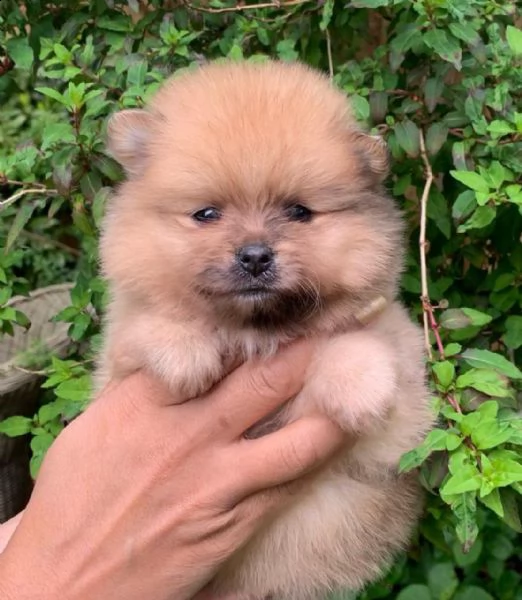 cuccioli di pomerania