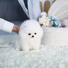 adorabili cuccioli di pomerania con pedigree pronti