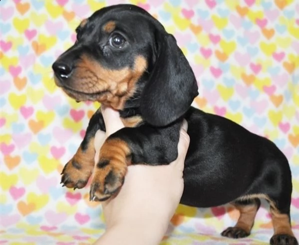 adorabili cuccioli  bassotto femminucce e maschietti dispon