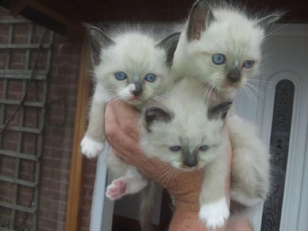 gattini affettuoso birmano gattini birmano per dare a gattini, adorabili 3 mesi, affettuoso, vaccina