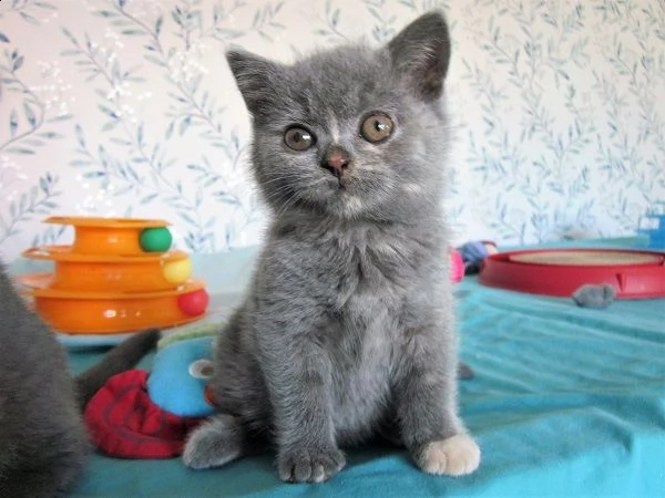 gattini britannici a pelo corto disponibile allevatore offre parenti gattini britannici a pelo corto