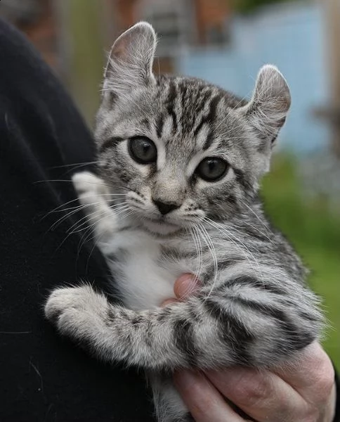 gattini keetso in adozione vi presentiamo questi adorabili keetso. ci sono 2 ragazze e 3 ragazzi fin