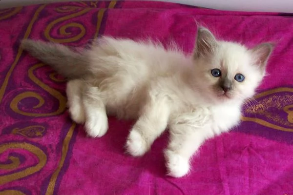 gattini birmani in cerca di famiglia   io do la mia adorabili gattini birmania, contro molto buona c