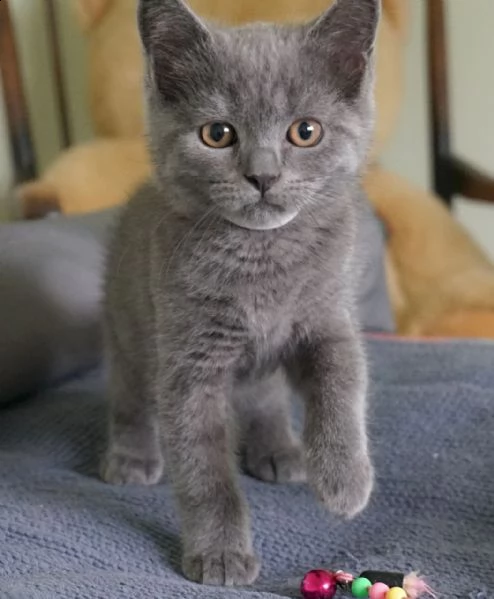 gattini britannici a pelo corto 5 palle gattini britannici a pelo corto tipo di capelli, 3 femmine e