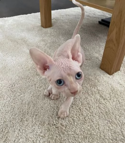 regalo bellissimi gattini sphynx  i nostri gattini sono pronti per andare nelle loro nuove case, han