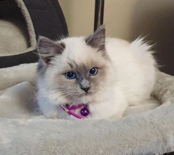 regalo cuccioli ragdoll puri con pedigree  cucciolo ragdoll maschio e femmina, viene affidato con re