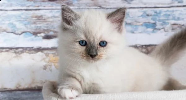 regalo ragdoll cucciole con pedigree  ue splendide cucciolone di ragdoll, siamo pure al 100% con imp