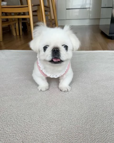 cuccioli francesebulldog prezzo di adozione 100euro