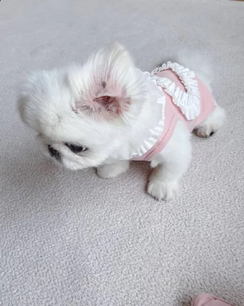 cuccioli francesebulldog prezzo di adozione 100euro | Foto 0