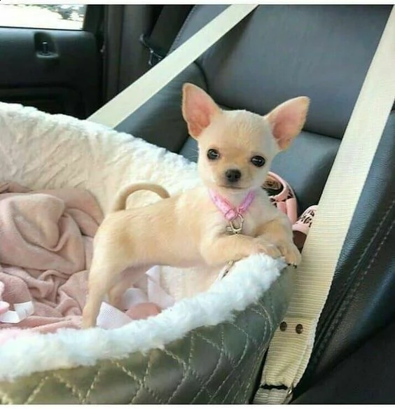 cuccioli chichauhau