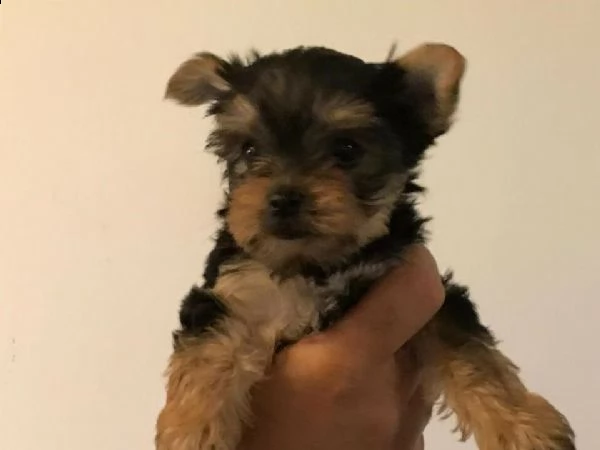 cuccioli yorkshire
