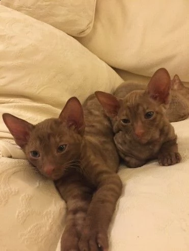 bellissimo gattino cornish rex bella cornish rex gattino, bottiglia alto e molto bello, mangia da so