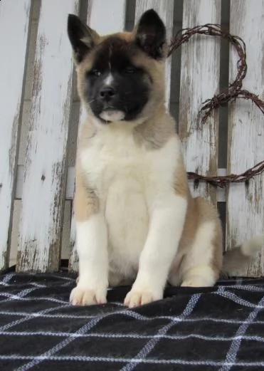 regalo cucciolo di akita inu in pronta consegna i cuccioli verranno dato dopo 90 giorni dalla nascit