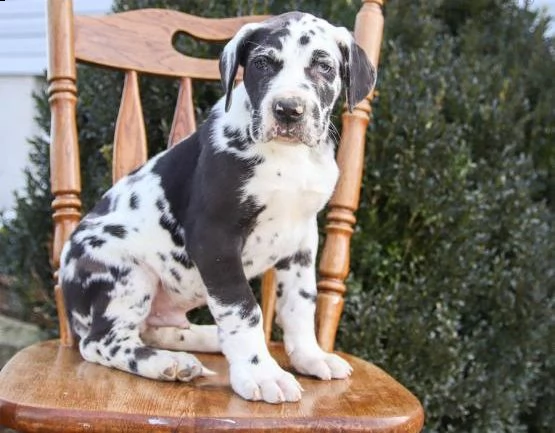 regalo cucciolo di alano in pronta consegna i cuccioli verranno dato dopo 90 giorni dalla nascita, p