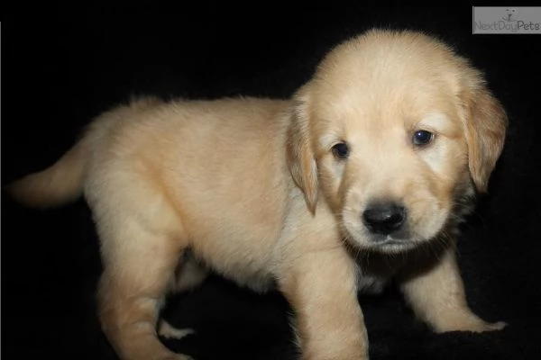 our puppies are healthy, vet check, akc registered, potty trained, and microchips. they are all read