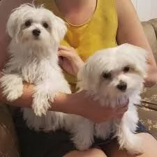 vendita cucciolo cuccioli di maltese