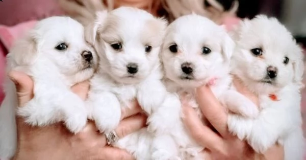 cuccioli maltesi pronti per andare