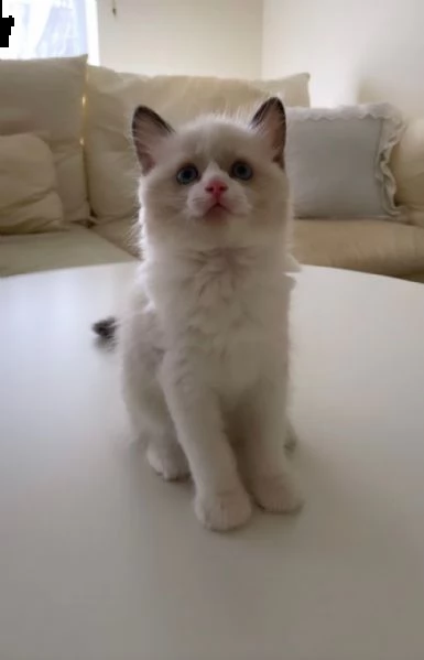 gattini ragdoll