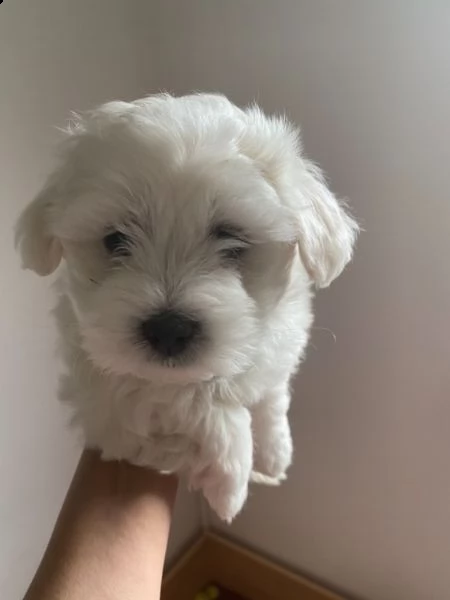 #maltese