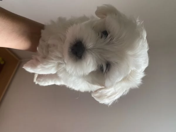 cucciolo maltese | Foto 0