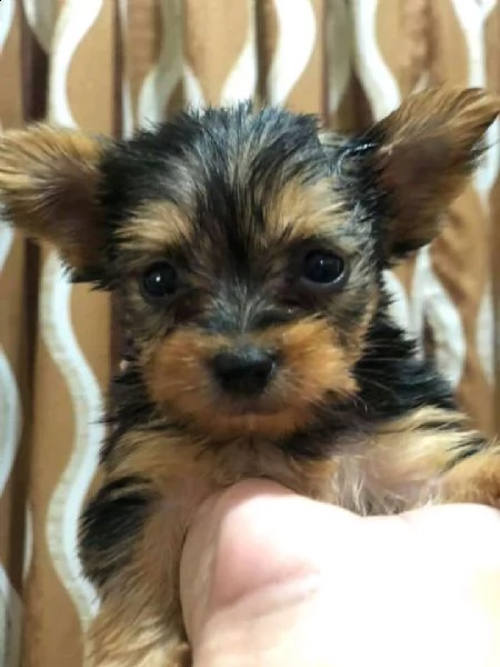 cucciolo di york shire mini toy