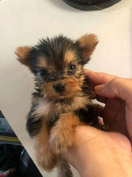 2cucciolo di yorkie mini toy