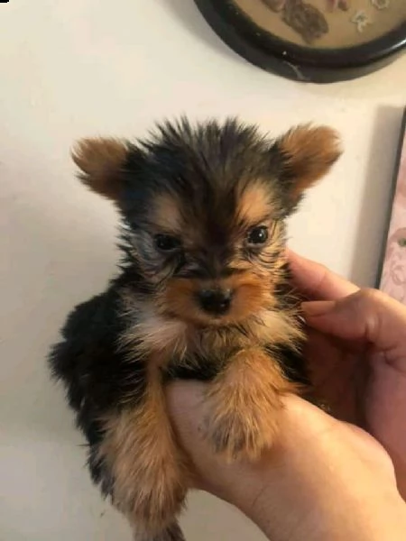 1cucciolo di yorkie mini toy