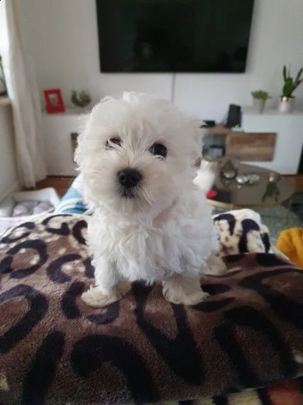maltese