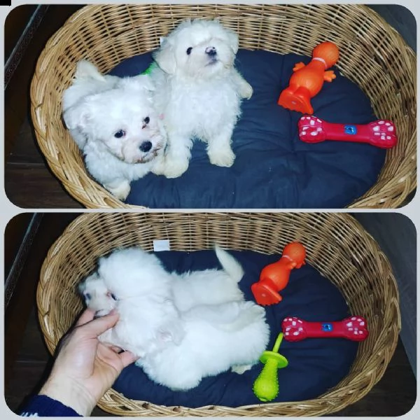 regalo cuccioli maltesi 