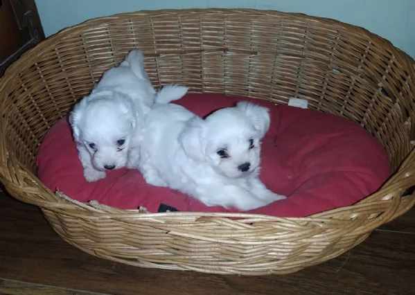 regalo cuccioli maltesi 