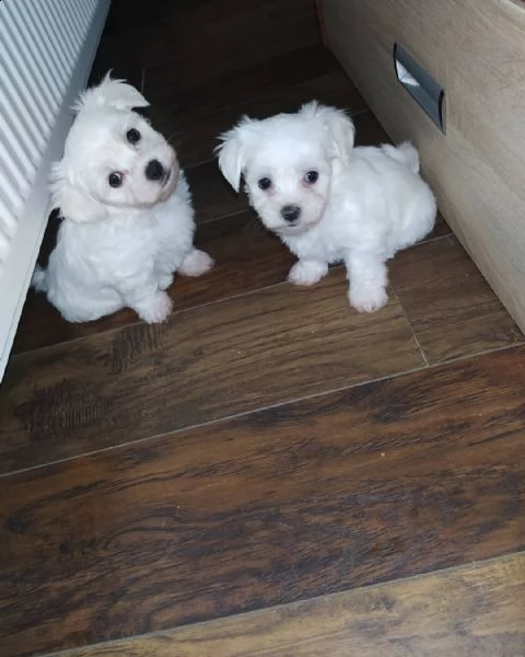 regalo cuccioli maltesi da privato