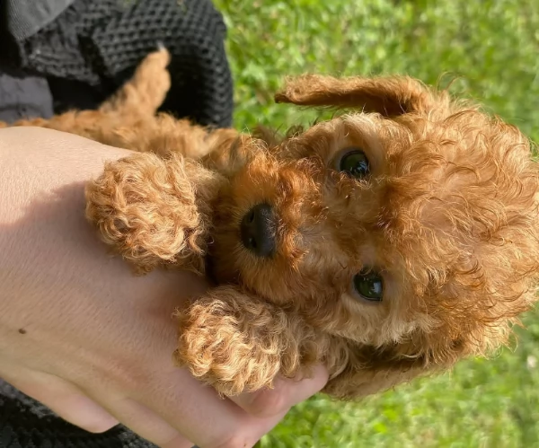 cuccioli barboncino toy prezzo di adozione 100