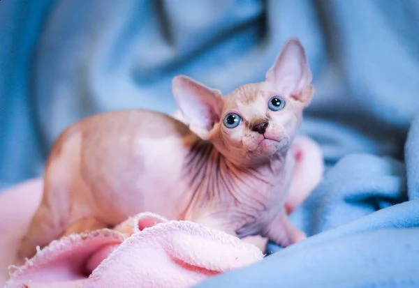 bellissimi gattini di sphynx sani e in adozione. sono pronti per una nuova casa ora contattatemi gen