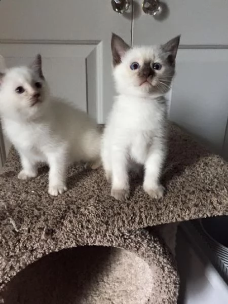 bellissimi gattini di siamese sani e in adozione. sono pronti per una nuova casa ora contattatemi ge