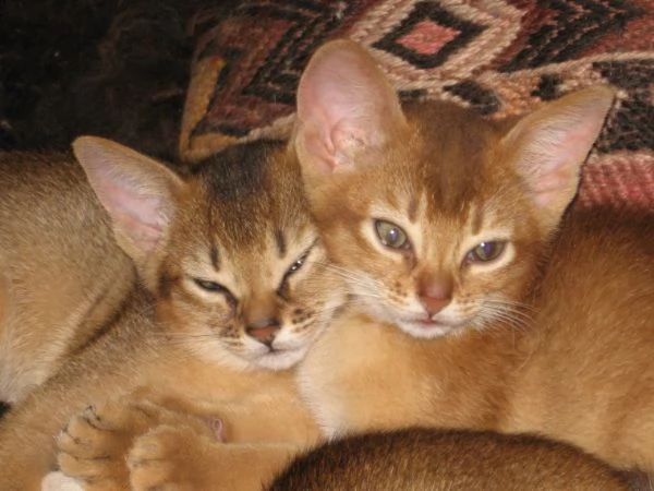 bellissimi gattini di abissino sani e in adozione. sono pronti per una nuova casa ora contattatemi g
